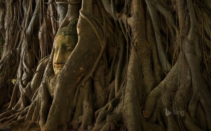 A statue of a Buddha head in the roots of a tree, Ayutthaya, Thailand